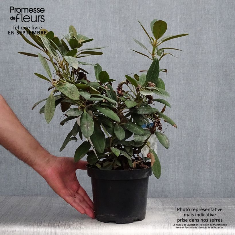 Rhododendron yakushimanum Porzellan 3L/4L pot sample as delivered in autumn