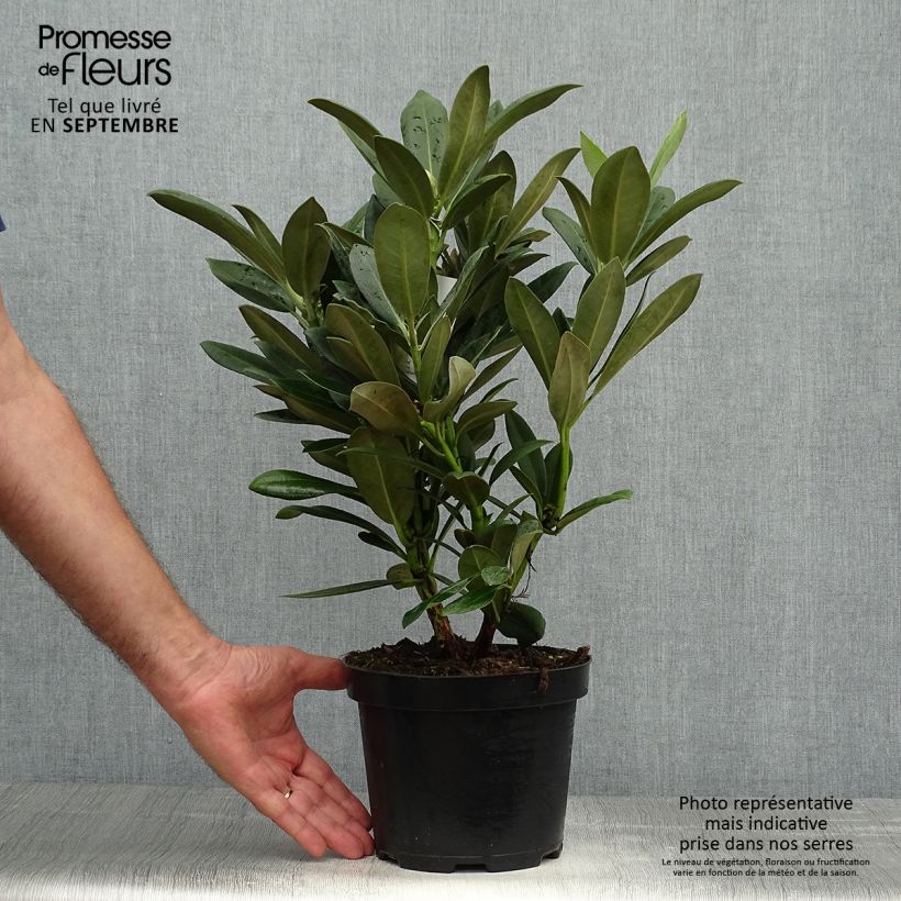 Rhododendron yakushimanum Sneezy 2L/3L pot sample as delivered in autumn
