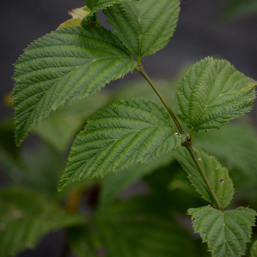 Rhodotypos scandens (Foliage)