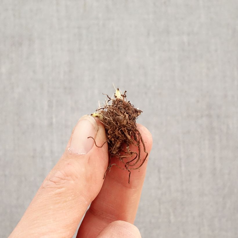 Rhodoxis Abigail Bulb size I sample as delivered in spring