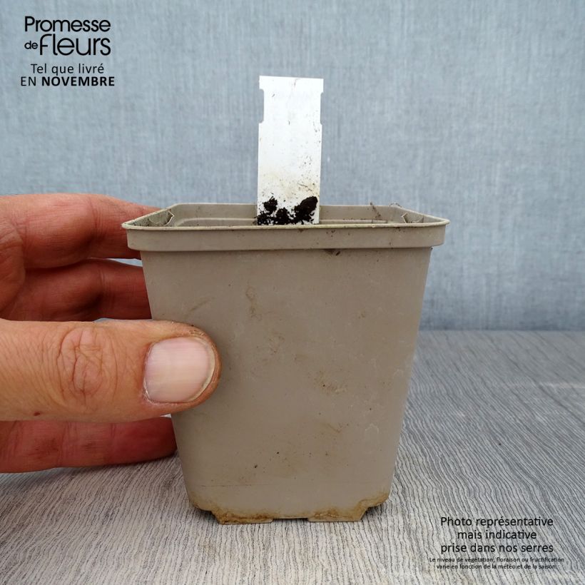 Rhodohypoxis Fairy Kisses 8/9 cm pot sample as delivered in autumn