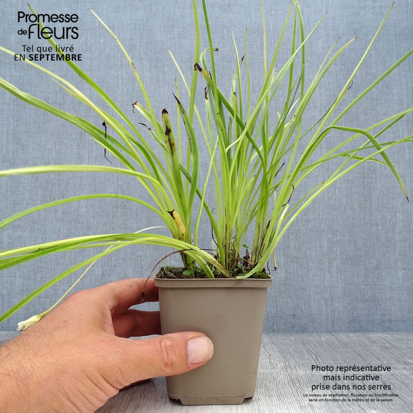 Rhodoxis Summer Stars Peppermint 8/9 cm pot sample as delivered in autumn