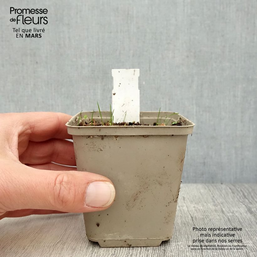 Rhodoxis Summer Stars Peppermint 8/9 cm pot sample as delivered in spring