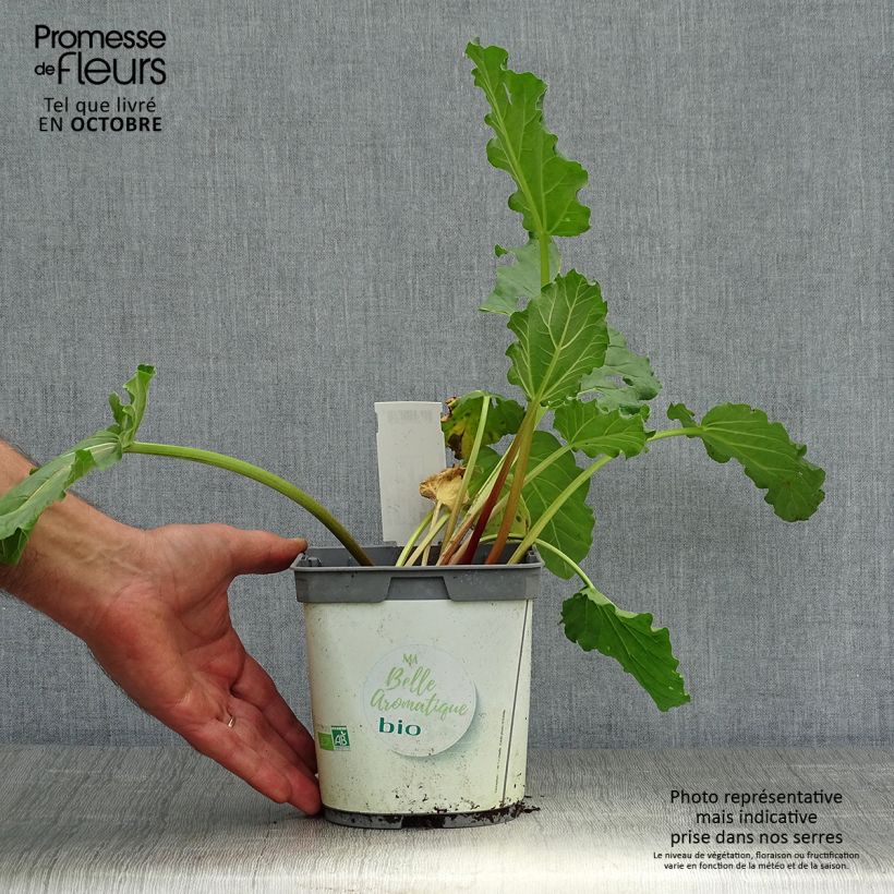Organic Ribbed Rhubarb 1L/1.5L pot sample as delivered in autumn