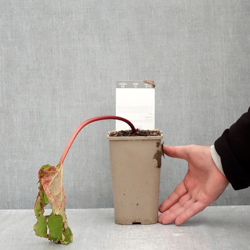 Canada Red Rhubarb 1L/1.5L pot sample as delivered in autumn