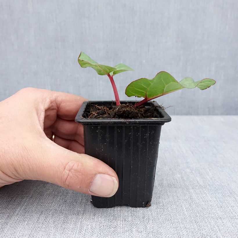 Rheum hybridum Victoria - Rhubarb 8/9 cm pot sample as delivered in spring