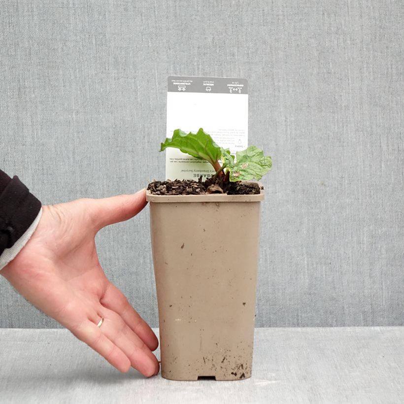 Fulton's Strawberry Surprise Rhubarb 1L/1.5L pot sample as delivered in autumn