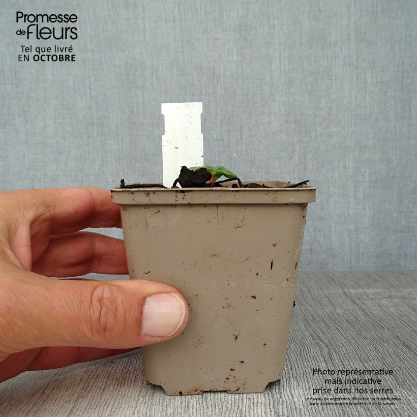 Rheum palmatum var. tanguticum - Chinese Rhubarb 8/9 cm pot sample as delivered in autumn
