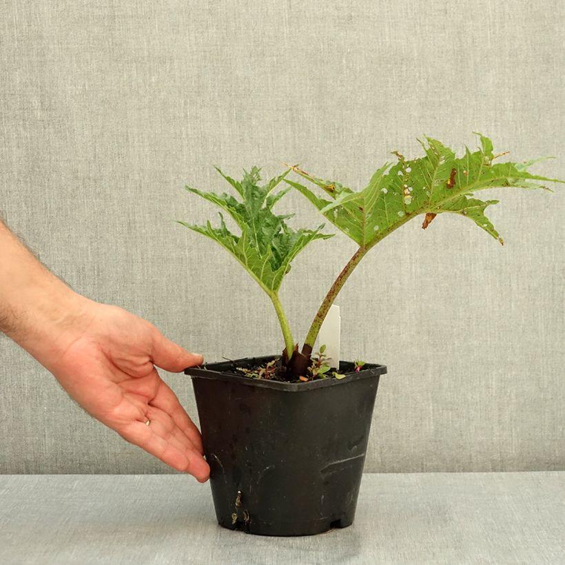 Rheum palmatum var. tanguticum - Chinese Rhubarb 2L/3L pot sample as delivered in summer