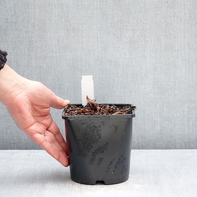 Rheum palmatum var. tanguticum - Chinese Rhubarb 2L/3L pot sample as delivered in winter