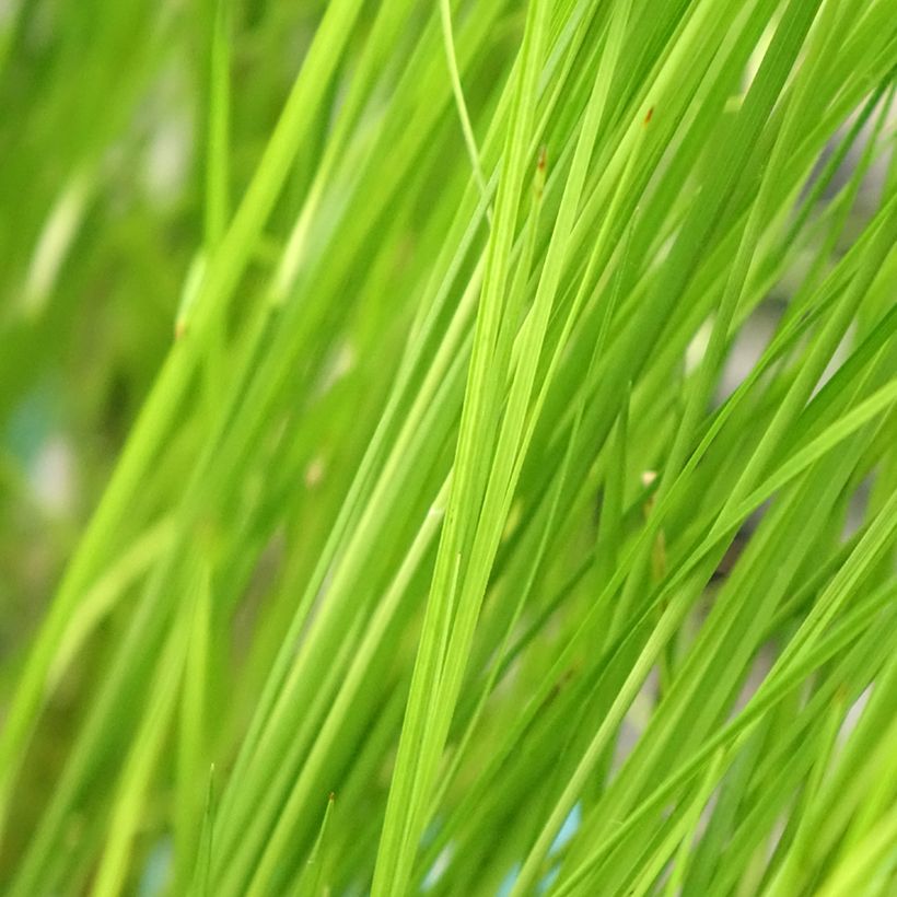 Rhynchospora colorata - White Star Sedge (Foliage)