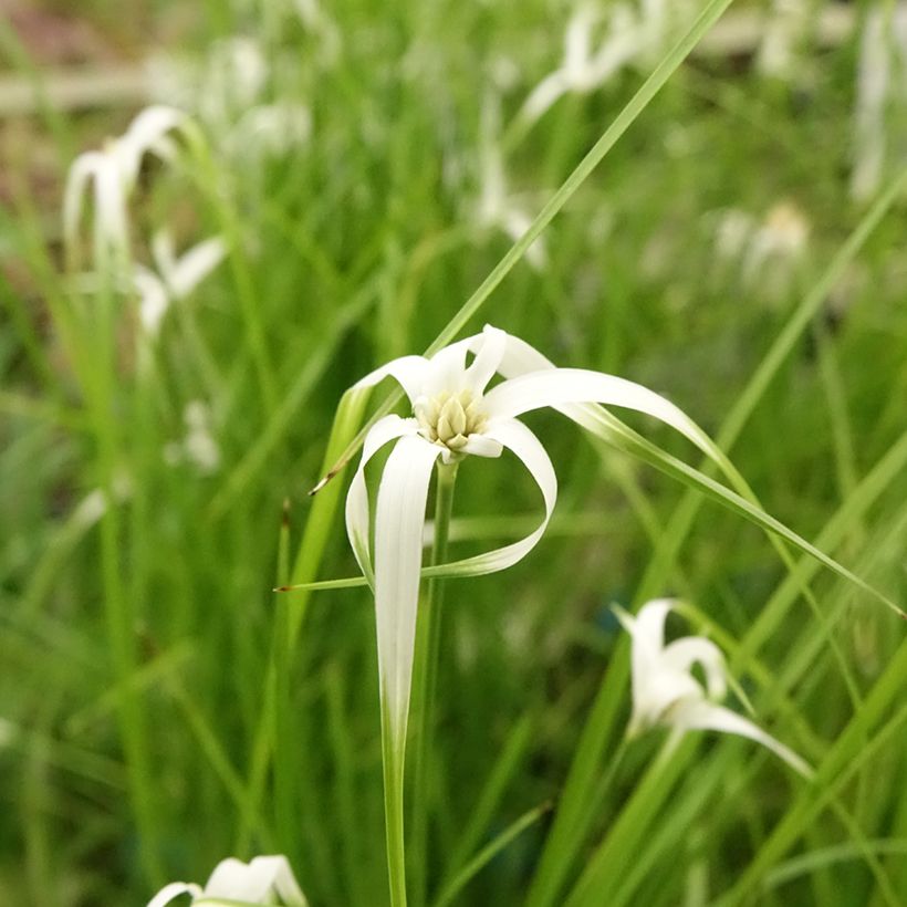 Rhynchospora colorata - White Star Sedge (Flowering)