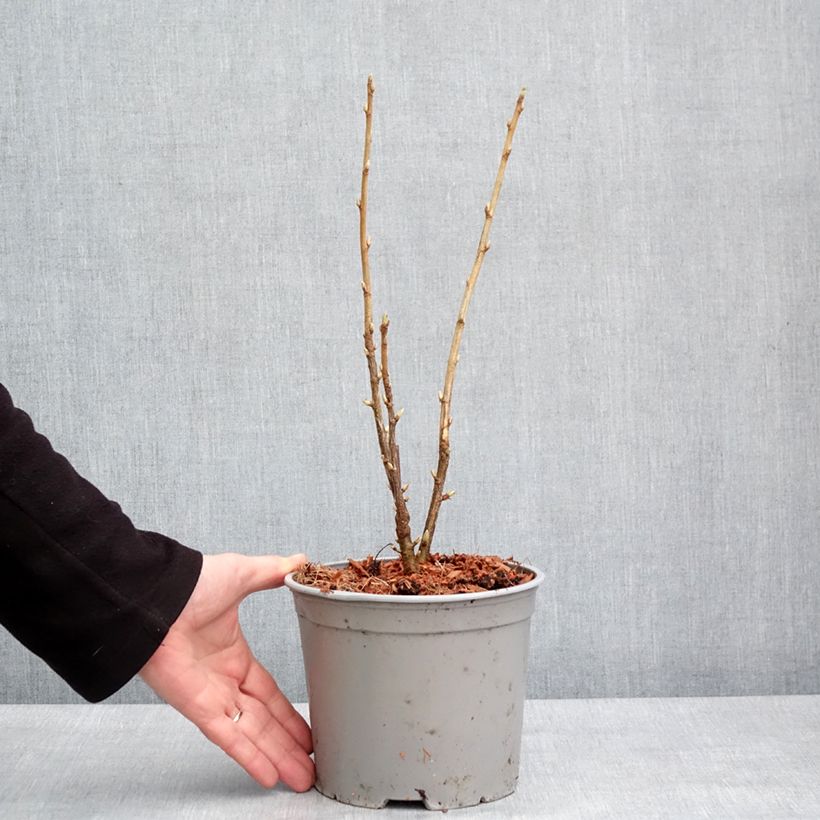 Ribes americanum Variegatum 3L/4L pot sample as delivered in winter