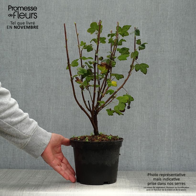 Ribes sanguineum King Edward VII - Flowering Currant 3L/4L pot sample as delivered in autumn
