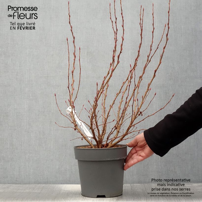 Ribes sanguineum Oregon Snowflake 3L/4L pot sample as delivered in winter