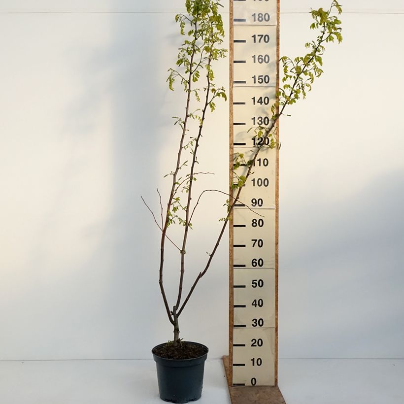 Robinia margaretta Georgia da Torino - Pink Locust 7.5L/10L pot sample as delivered in spring