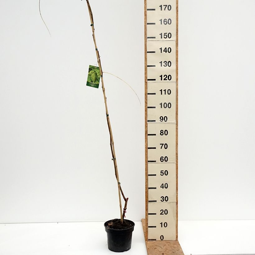 Robinia pseudoacacia Altdorf - Black locust 4L/5L pot sample as delivered in autumn