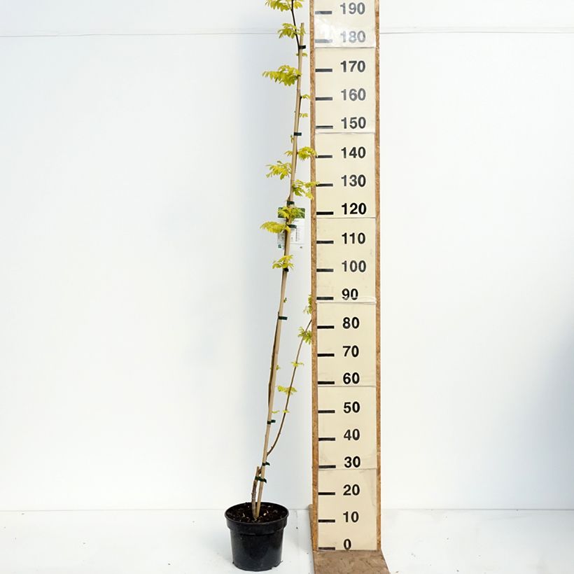 Robinia pseudoacacia Altdorf - Black locust 4L/5L pot sample as delivered in spring