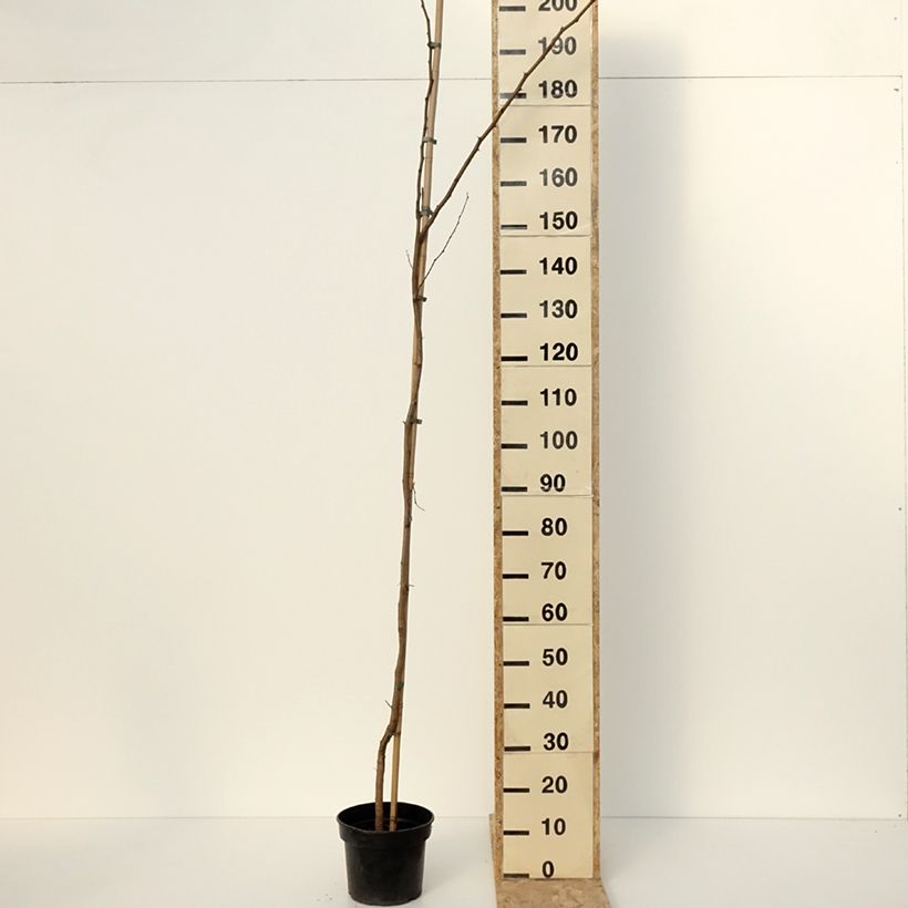 Robinia pseudoacacia Altdorf - Black locust 4L/5L pot sample as delivered in winter