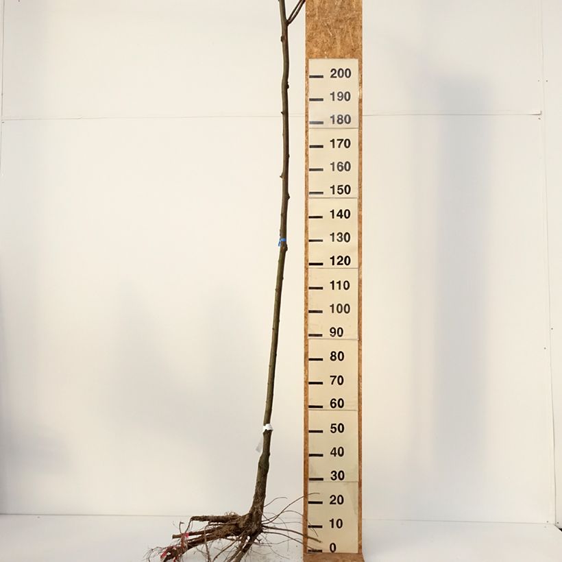 Robinia pseudoacacia Casque Rouge - Black Locust Bare root sample as delivered in winter