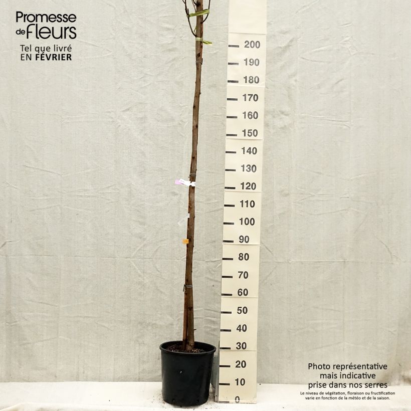 Robinia pseudoacacia Frisia - Black Locust 7.5L/10L pot sample as delivered in winter