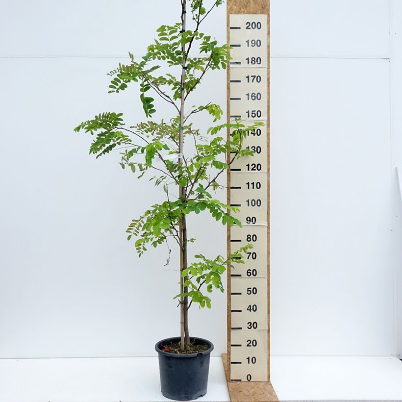 Robinia pseudoacacia Frisia - Black Locust 7.5L/10L pot, Sapling sample as delivered in summer