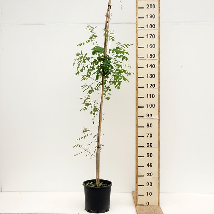 Robinia pseudoacacia Twisty Baby Lace Lady - Black Locust 7.5L/10L pot sample as delivered in spring
