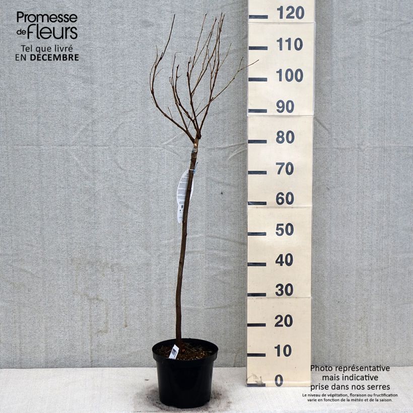 Robinia pseudoacacia Umbraculifera - Parasol Acacia 4L/5L pot sample as delivered in autumn