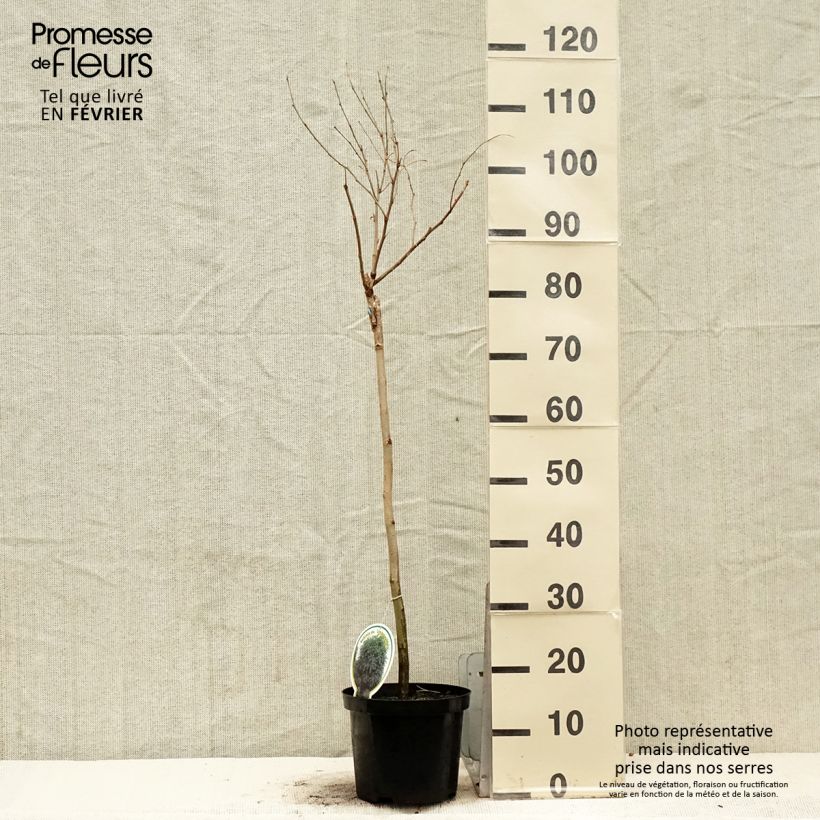 Robinia pseudoacacia Umbraculifera - Parasol Acacia 4L/5L pot sample as delivered in winter