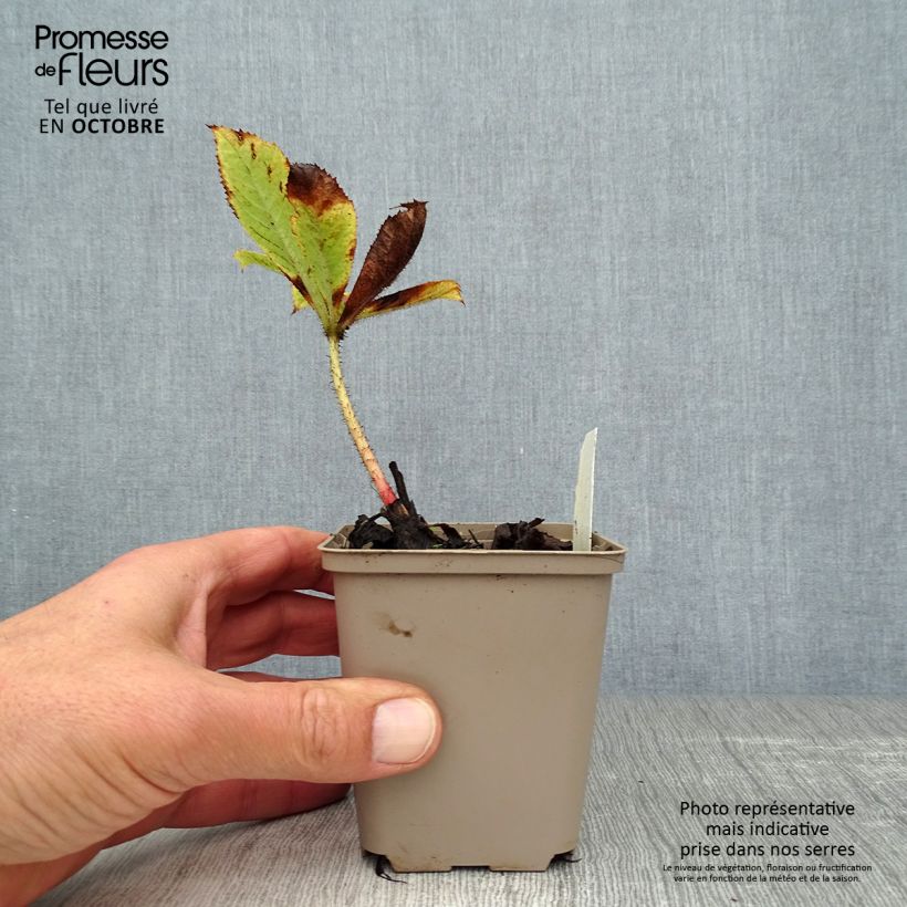 Rodgersia aesculifolia var. henrici 8/9 cm pot sample as delivered in autumn
