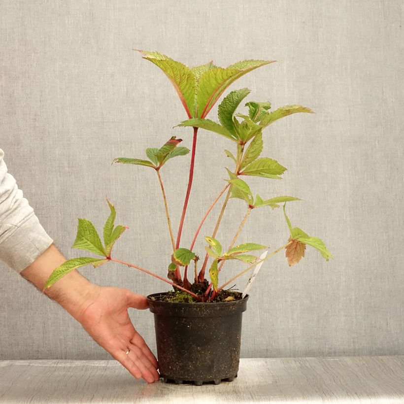 Rodgersia pinnata Chocolate Wings 2L/3L pot sample as delivered in autumn