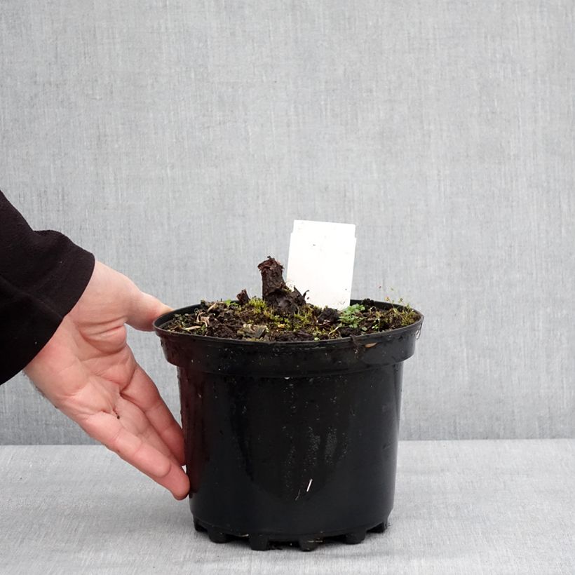 Rodgersia pinnata Chocolate Wings 2L/3L pot sample as delivered in winter