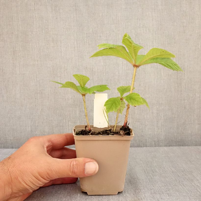 Rodgersia pinnata Elegans 8/9 cm pot sample as delivered in summer