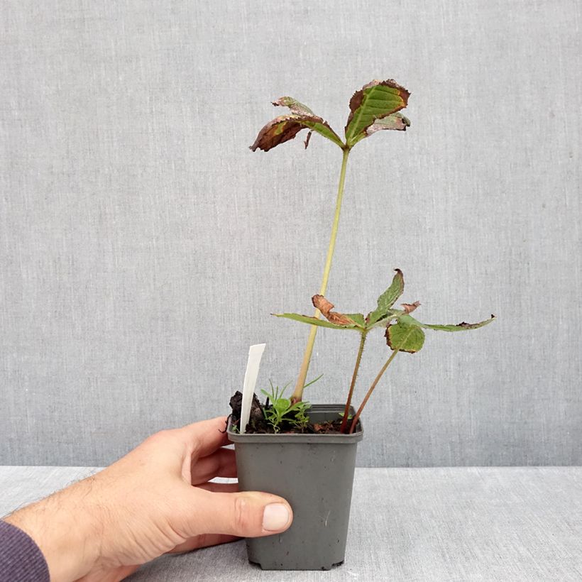 Rodgersia pinnata Hercules 8/9 cm pot sample as delivered in autumn