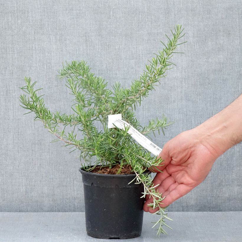 Rosmarinus officinalis Pointe du Raz 1.5L/2L pot sample as delivered in spring