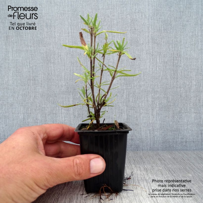 Rosmarinus officinalis - Rosemary 7/8 cm pot sample as delivered in autumn