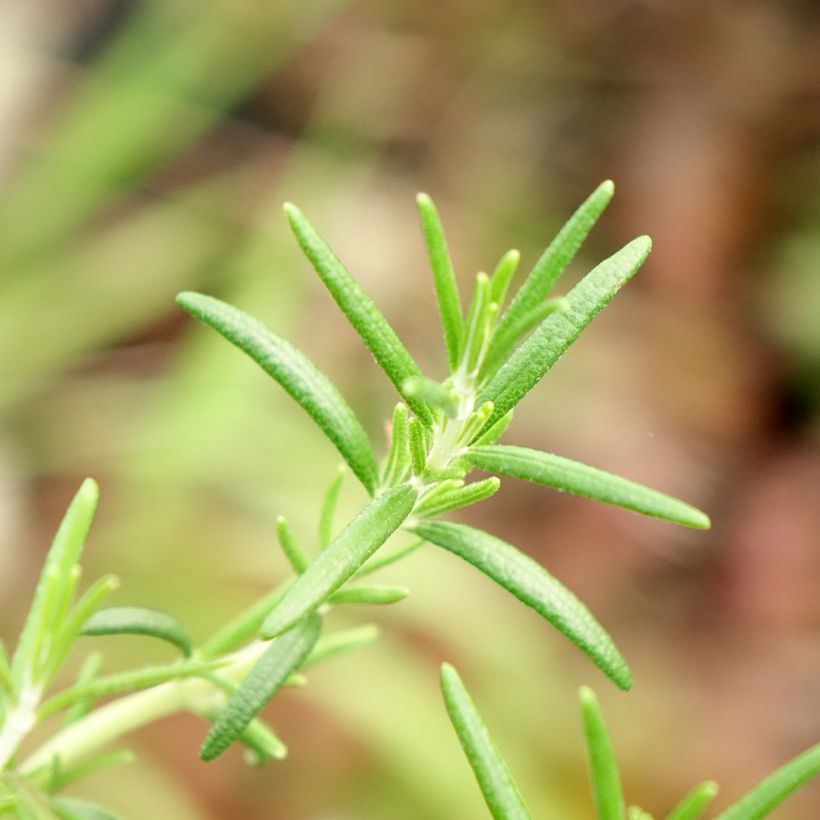Salvia rosmarinus Capri - Rosemary (Foliage)