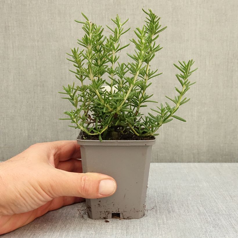 Salvia rosmarinus Capri - Rosemary 8/9 cm pot sample as delivered in autumn