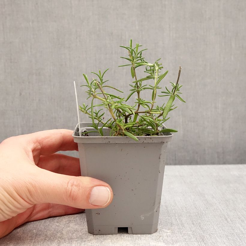 Salvia rosmarinus Capri - Rosemary 8/9 cm pot sample as delivered in winter