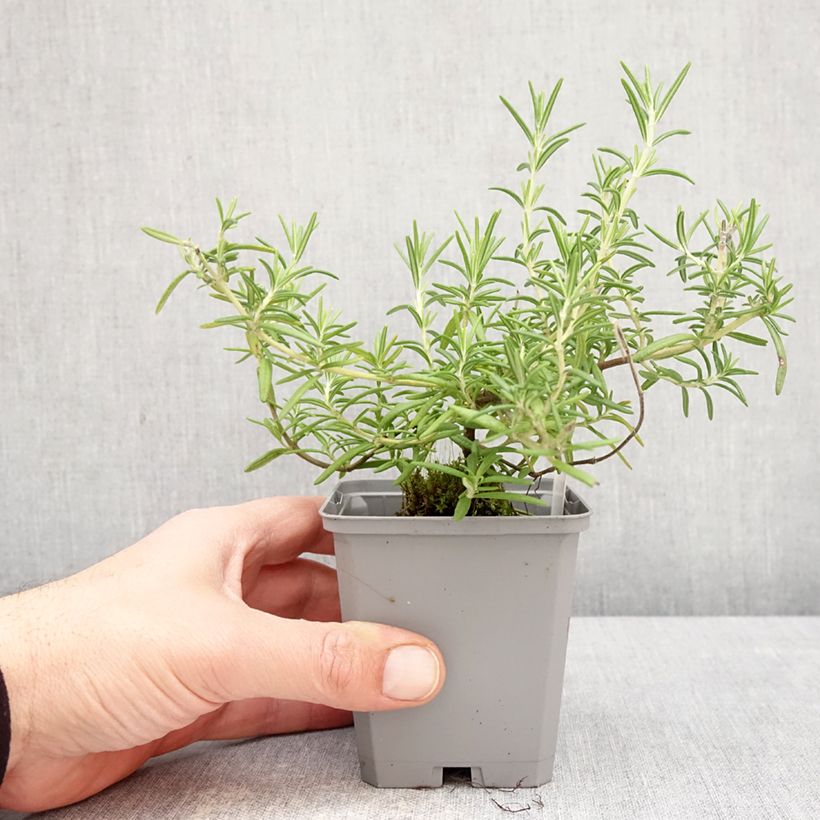 Salvia rosmarinus Capri - Rosemary 8/9 cm pot sample as delivered in spring