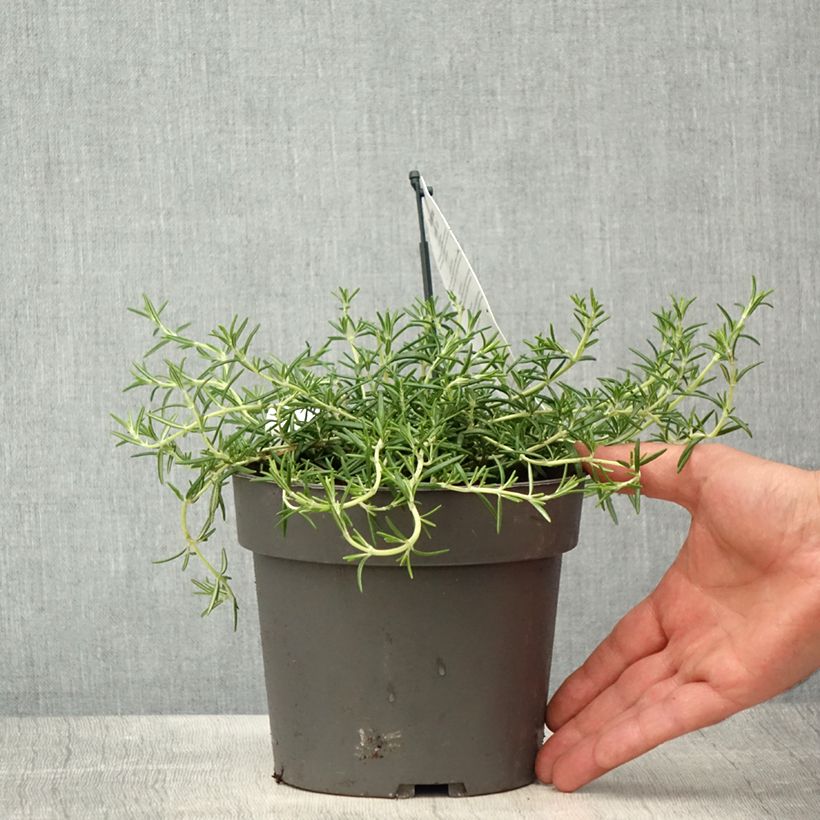 Salvia rosmarinus Capri - Rosemary 2L/3L pot sample as delivered in spring