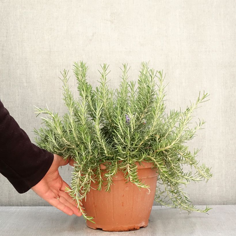 Creeping Rosemary - Rosmarinus officinalis Prostratus 4L/5L pot sample as delivered in spring