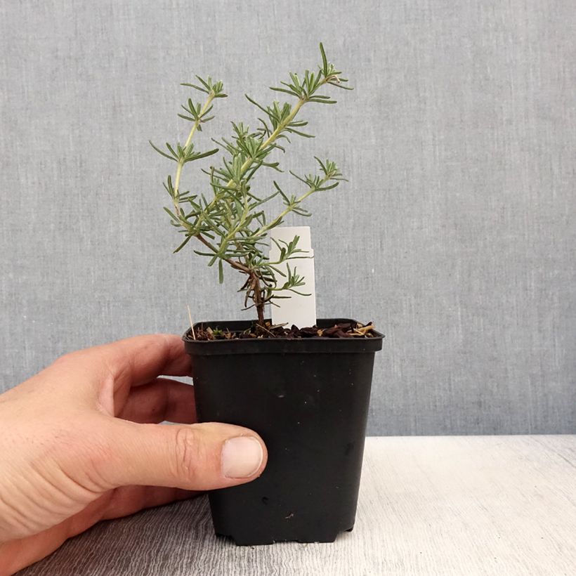 Rosmarinus officinalis Majorca Pink - Rosemary 8/9 cm pot sample as delivered in spring