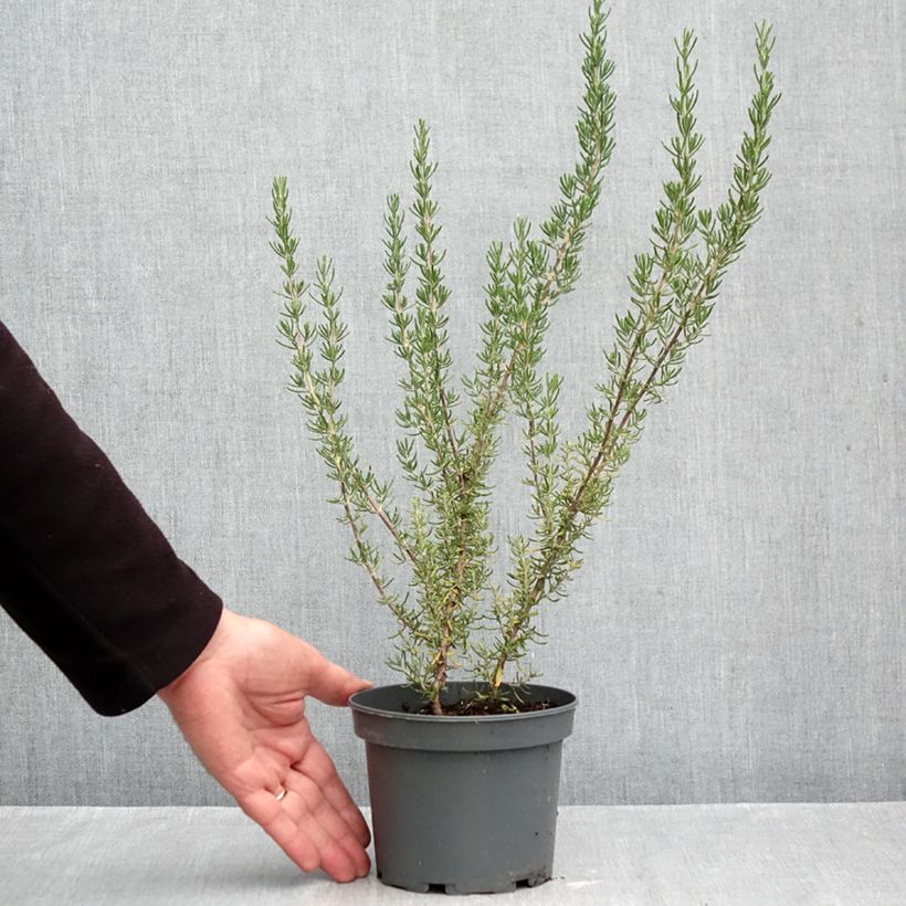 Rosmarinus officinalis Majorca Pink - Rosemary 1.5L/2L pot sample as delivered in autumn