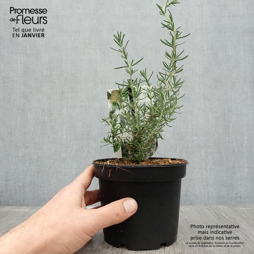 Rosmarinus officinalis Majorca Pink - Rosemary 1.5L/2L pot sample as delivered in winter