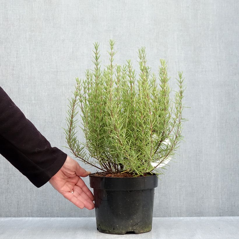 Rosmarinus officinalis Miss Jessopps Upright 3L/4L pot sample as delivered in autumn
