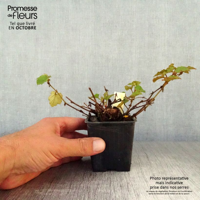 Rubus tricolor Betty Ashburner 8/9 cm pot sample as delivered in autumn
