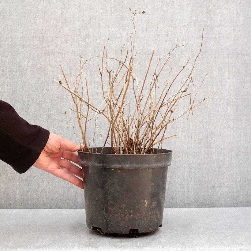 Rubus caesius - European dewberry 4L/5L pot, Clump sample as delivered in winter