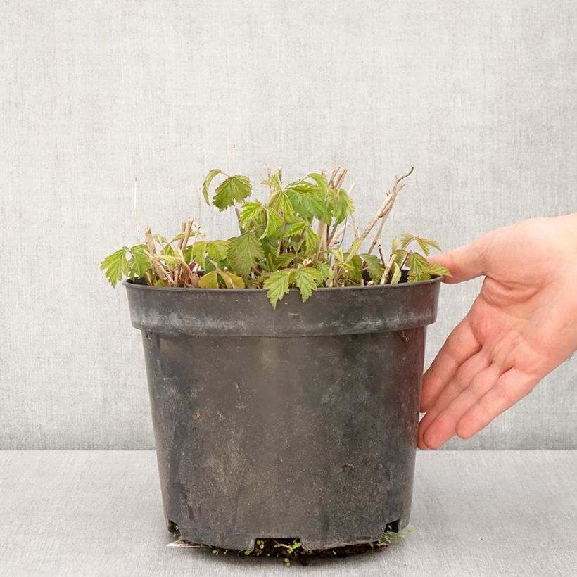 Rubus caesius - European dewberry 4L/5L pot, Clump sample as delivered in spring