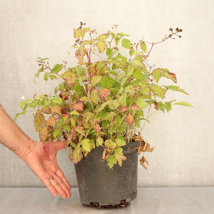 Rubus caesius - European dewberry 4L/5L pot, Clump sample as delivered in summer